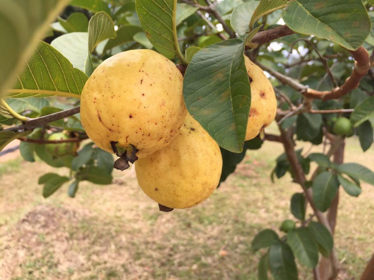 Pousada Água Limpa Virgínia Exterior foto